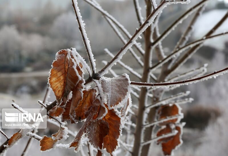 برف و باران در راه کرمان؛ احتمال سرمازدگی محصولات کشاورزی در استان وجود دارد