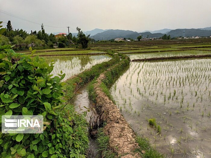 ۵۵ میلیارد ریال طرح تامین آب کشاورزی میاندورود تصویب شد