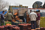 توزیع ۵۰۶ تن میوه شب عید در استان اردبیل آغاز شد