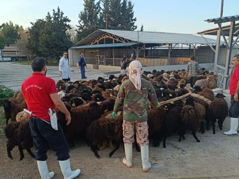 دومین محموله دام زنده از گمرک اینچه‌برون وارد گلستان شد