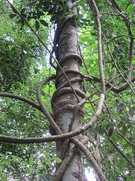 ساقههای بالارونده جنگلهای مناطق گرم را خفه می کنند