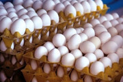 تخم مرغ درب مرغداری به کیلویی ۲۵ هزار تومان رسید