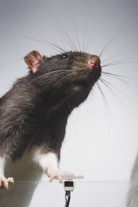 موشهای سلفیبگیر