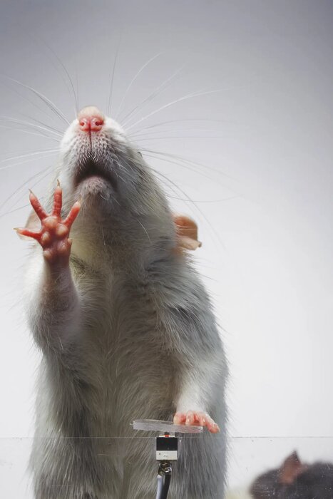 موشهای سلفیبگیر