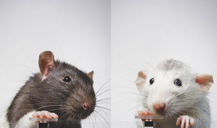 موشهای سلفیبگیر