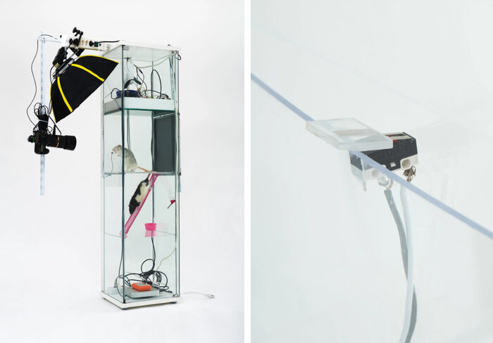 موشهای سلفیبگیر