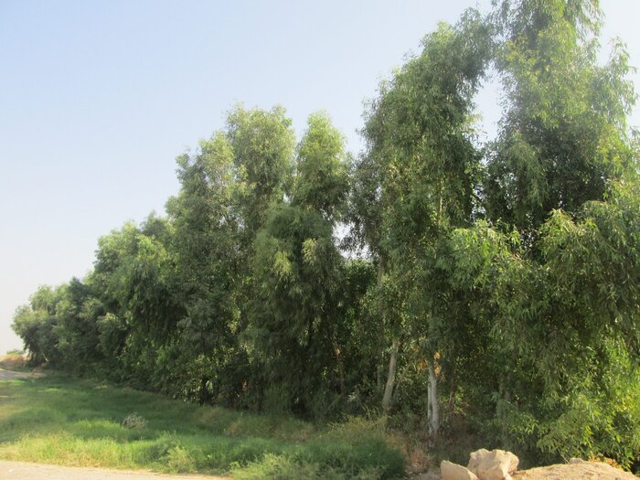 اکالیپتوس درختی با خاصیت درمانی اما بیمارکننده محیطزیست