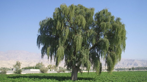 اکالیپتوس درختی با خاصیت درمانی اما بیمارکننده محیطزیست