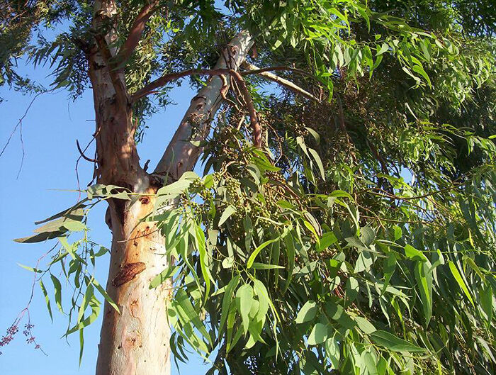 اکالیپتوس درختی با خاصیت درمانی اما بیمارکننده محیط‌زیست