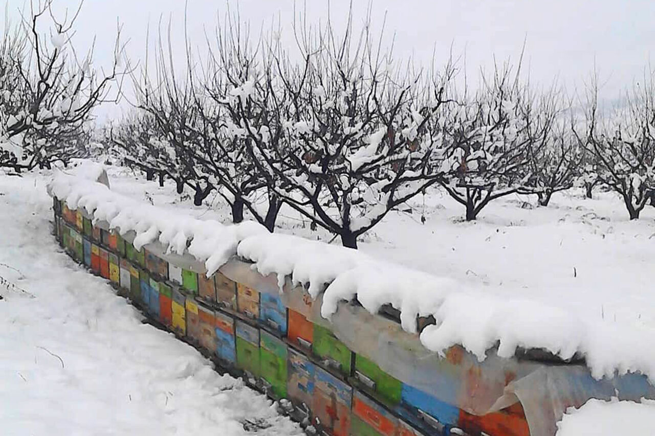 جهاد کشاورزی اردبیل: زنبورداران کلنی‌ها را در برابر سرما محافظت کنند