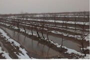 کشاورزان خراسان شمالی از یخ‌آب فصل سرما برای کنترل آفات غافل نشوند