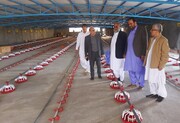 هزار و ۲۶۹ فقره موافقت اصولی برای ساخت مرغداری در سیستان و بلوچستان صادر شده است