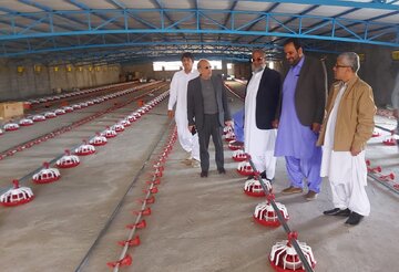 ۲۶ هزار میلیارد ریال سرمایه گذاری برای ساخت مرغداری در سیستان و بلوچستان
