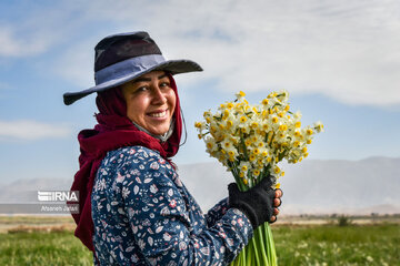 Iran : les champs de narcisses au sud