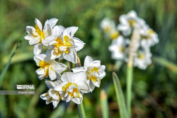 Iran : les champs de narcisses