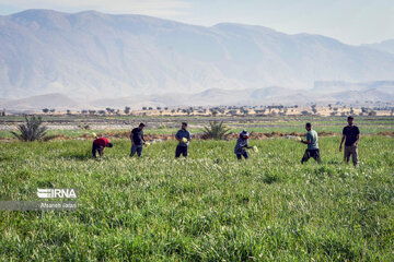 Iran : les champs de narcisses