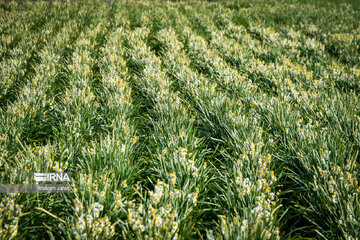 Iran : les champs de narcisses