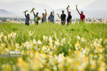 Iran : les champs de narcisses