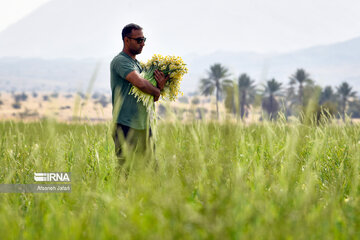 Iran : les champs de narcisses