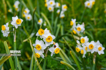 Iran : les champs de narcisses