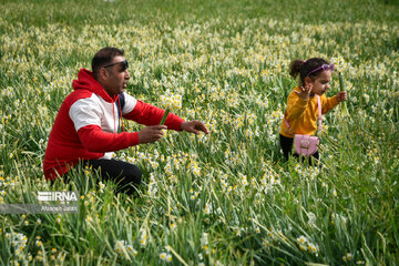 Iran : les champs de narcisses