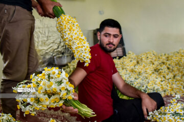 Iran : les champs de narcisses