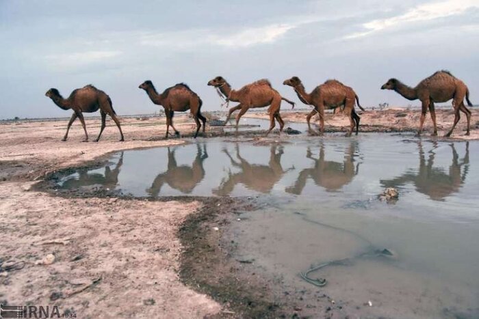 شتر "ذبه" ذخیره ژنتیکی ارزشمند در دل بحران کم آبی