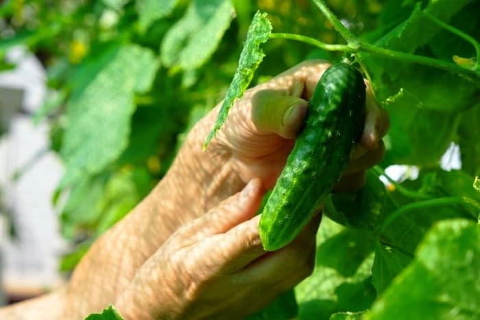 تغییر عجیب حس چشایی بعد ۴۰ سالگی