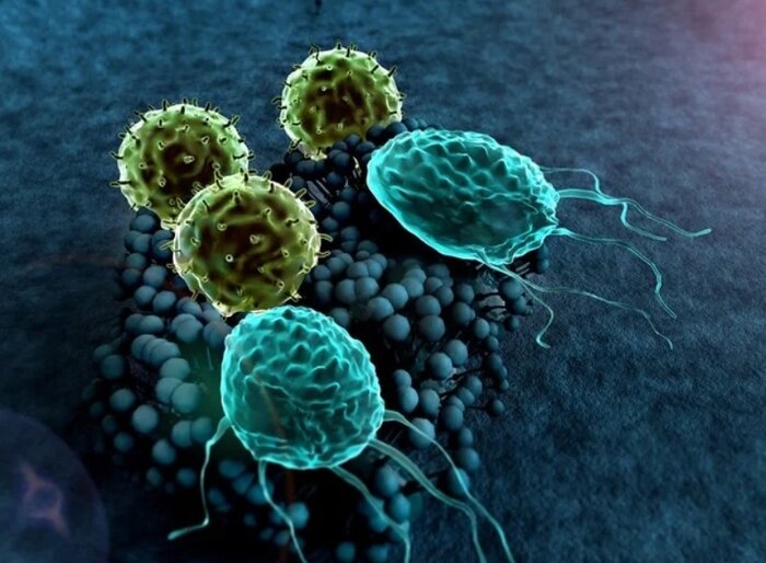 سرماخوردگی عادی یا کووید-۱۹؟ برخی سلولهای «تی» با هر دو مبارزه میکنند