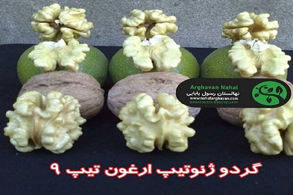 تجارت بدون ریسک با کاشت نهال گردو ژنوتیپ ارغوان تیپ 9