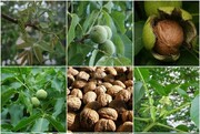 برنامه ریزی برای  معرفی ۱۴ رقم جدید محصولات باغی در کشور