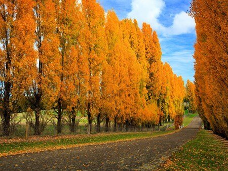 «صنوبر»، روستای گردشگری تربت حیدریه در جنوب خراسان رضوی