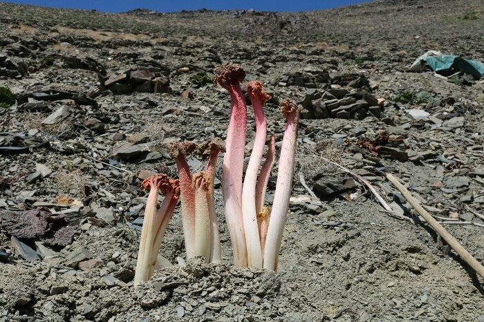 «صنوبر»، روستای گردشگری تربت حیدریه در جنوب خراسان رضوی