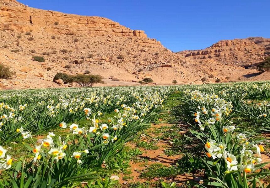 نوید بهار در نرگس زارهای کهگیلویه وبویراحمد