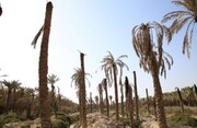 ۱۵ درصد اراضی آبی کشور در خوزستان است/ شوری خاک یکی از چالش‌های استان