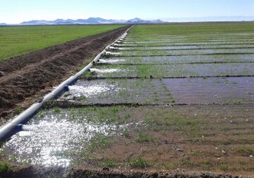 کمبود ۴۱۰ میلیون متر مکعبی آب کشاورزی در مازندران/ برنامه‌ریزی برای کاهش تنش آبی