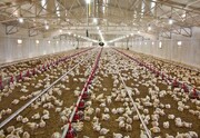 تولید گوشت مرغ در سیستان و بلوچستان به ۵۸ هزار تن افزایش می یابد