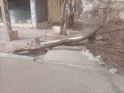 فیلم | برخی خسارت های طوفان در شهرستان رفسنجان