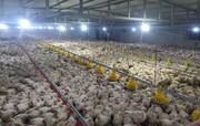 ظرفیت تولید گوشت مرغ در سیستان‌ و بلوچستان ۳۶ درصد افزایش یافت