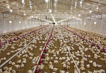 واحد مرغداری ۳۰ هزار قطعه‌ای پرورش مرغ گوشتی در خاش افتتاح شد