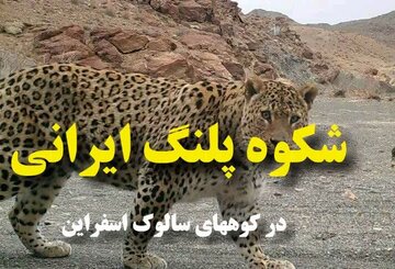 فیلم/ خودنمایی پلنگ ایرانی در سالوک خراسان شمالی