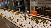 ساخت۱۵ واحد جدید پرورش مرغ تخمگذار در سیستان‌وبلوچستان