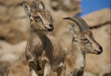 سه شکارچی بز وحشی در زنجان دستگیر شدند