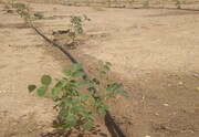 ۱۱۲ میلیارد ریال برای انتقال آب به مزارع کشاورزی سیستان و بلوچستان هزینه شد