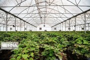بخش خصوصی ۳۵۴ میلیار ریال برای ساخت گلخانه در هامون سرمایه گذاری کرد