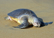 نجات لاک‌پشت درمعرض انقراض از ساحل میناب