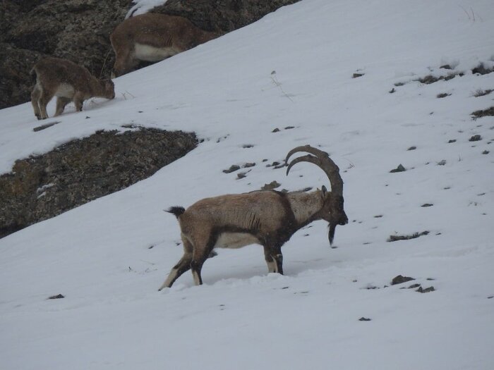 مخالفت کهگیلویهوبویراحمد با تجزیه دنا !