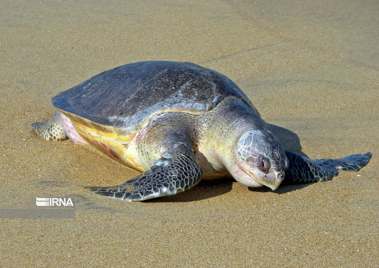 نجات لاک‌پشت درمعرض انقراض از شن‌های ساحلی میناب