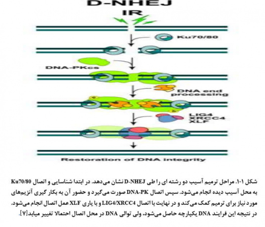 کاهش اثرات مخرب پرتودرمانی با استفاده از بوتئین