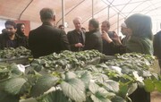طرح‌های تولیدی و آبرسانی بخش کشاورزی در طارم افتتاح شد